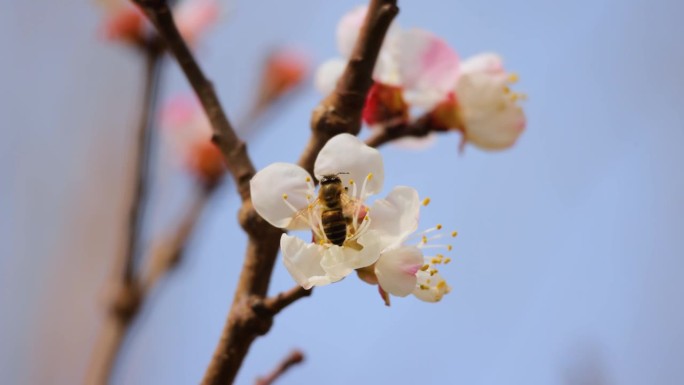 春天，蜜蜂在一朵粉红色的花上采集花蜜