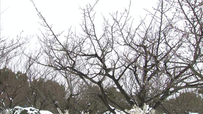 合肥植物园 梅园雪景 雪中腊梅 梅花树干