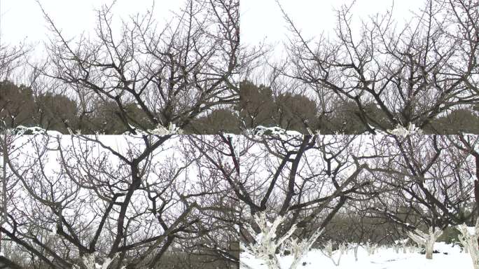 合肥植物园 梅园雪景 雪中腊梅 梅花树干