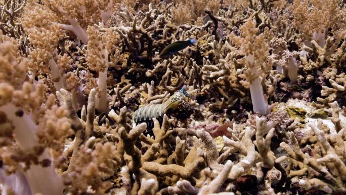 五颜六色的孔雀螳螂虾在令人惊叹的Acropora珊瑚礁上冷却。