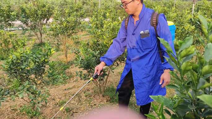 果树喷药桔子除草剂年轻人回乡创业种植果园