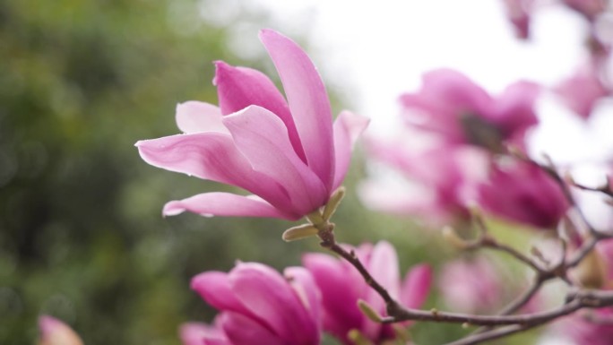 春天的木兰花芳香疗法、自然美、春天、