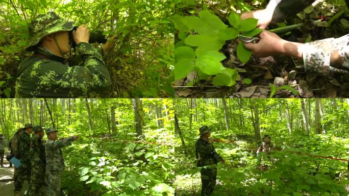 林业专家在山林里给植物拍照采集植物标本