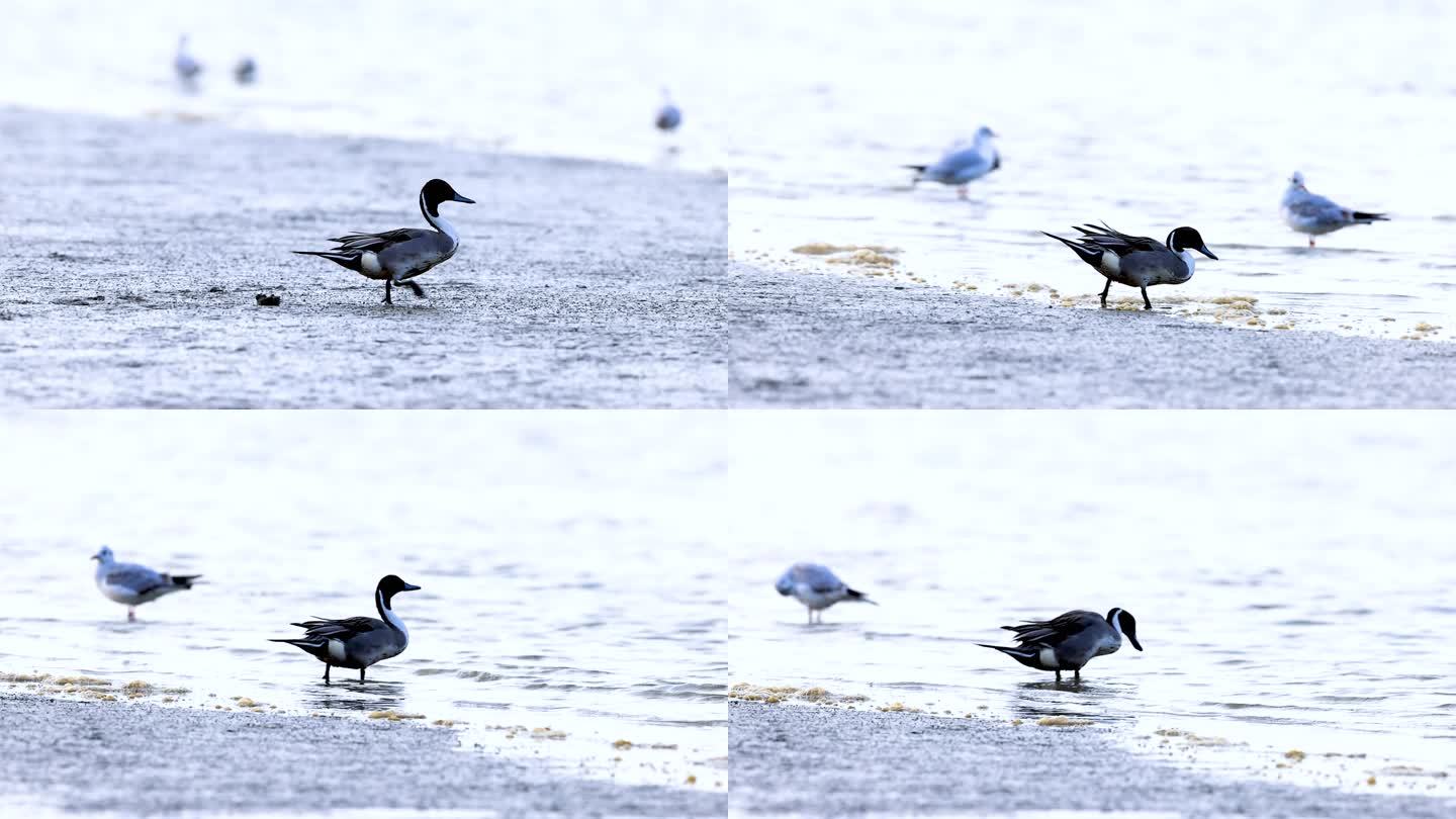 深圳湾的针尾鸭、鸭子、滩涂上的鸭子