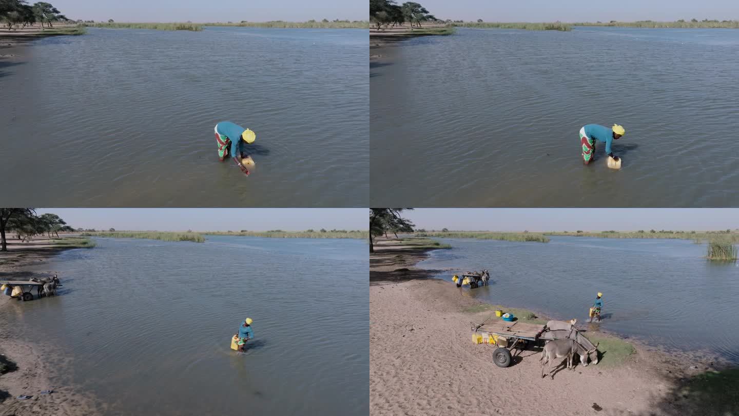 天线。一名黑人妇女将装满污水的塑料容器从塞内加尔河搬到驴车上。一群富拉尼牛来喝水。干旱、气候变化