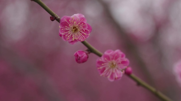 春天的梅花特写中国、花、非美国地点、