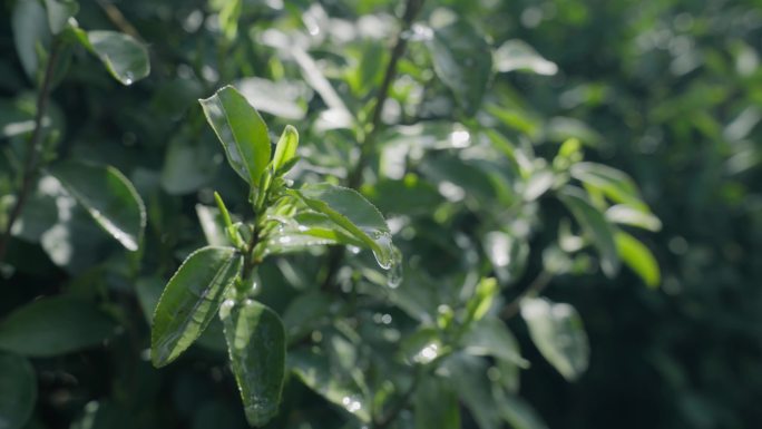 茶叶水珠掉落茶园茶叶茶山