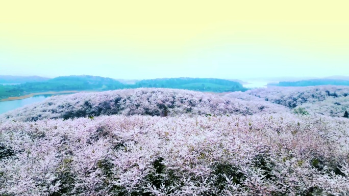 航拍万亩樱花春暖花开春天万物复苏繁花景象