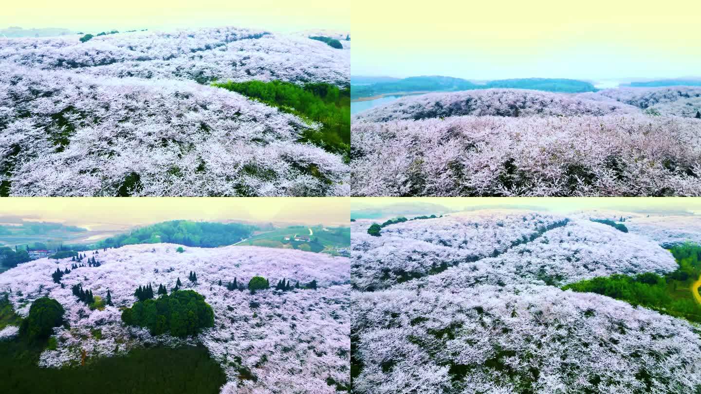 航拍万亩樱花春暖花开春天万物复苏繁花景象