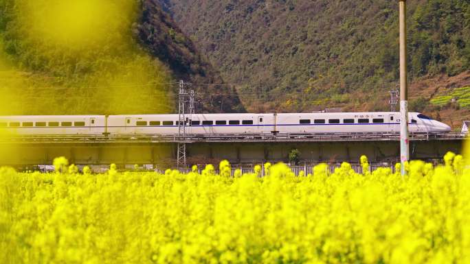 春天的列车高速列车高铁穿过油菜花隧道田野