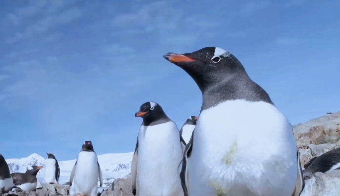 企鹅大合集-南极动物