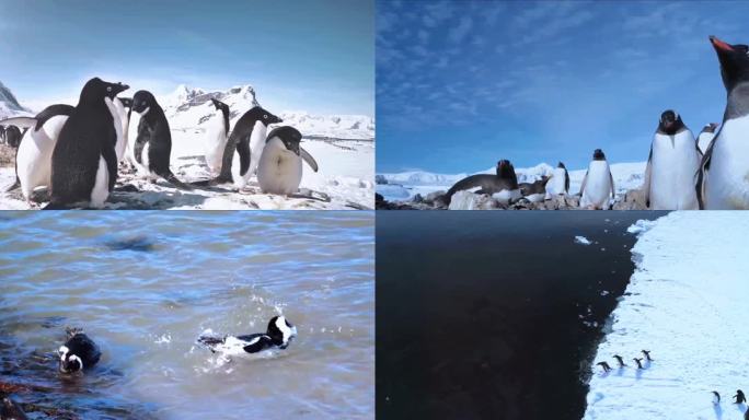 企鹅大合集-南极动物