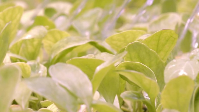 喷头朝向植物基部，确保灌溉成功