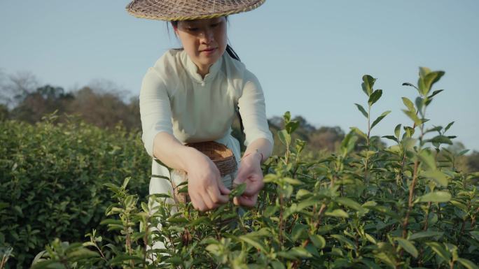 采茶女茶园采茶