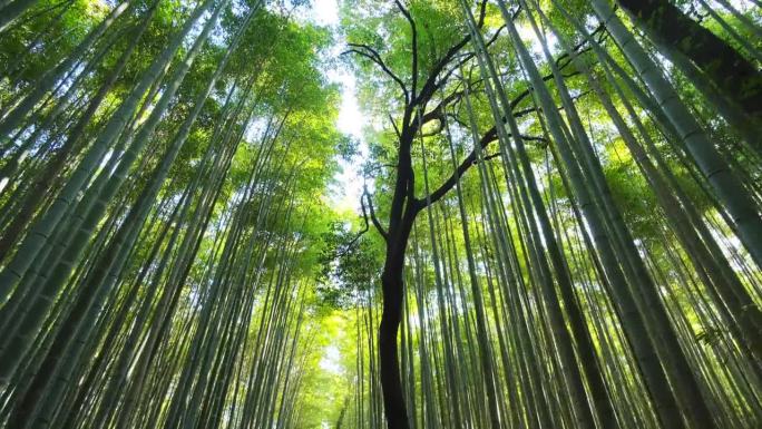 在日本大阪京都的岚山竹林散步