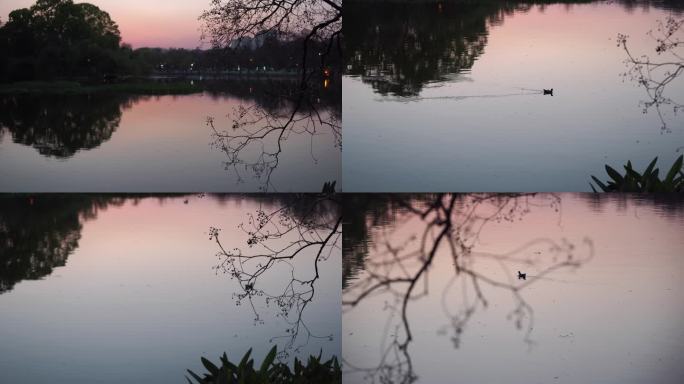 翠湖平静的傍晚