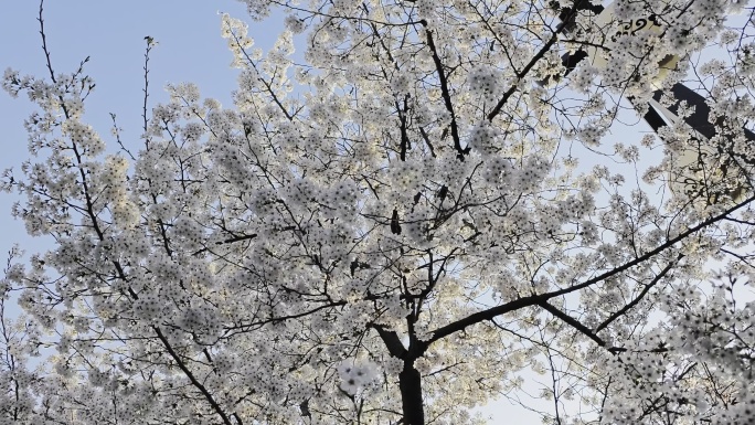 西安春季樱花素材