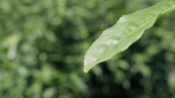 茶叶水珠掉落茶园茶叶茶山