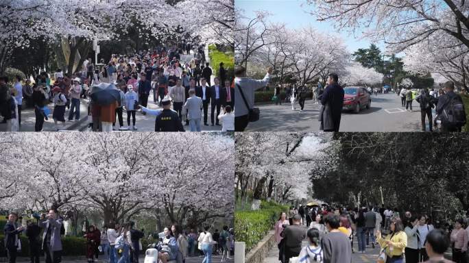 武汉大学赏樱花人流人群