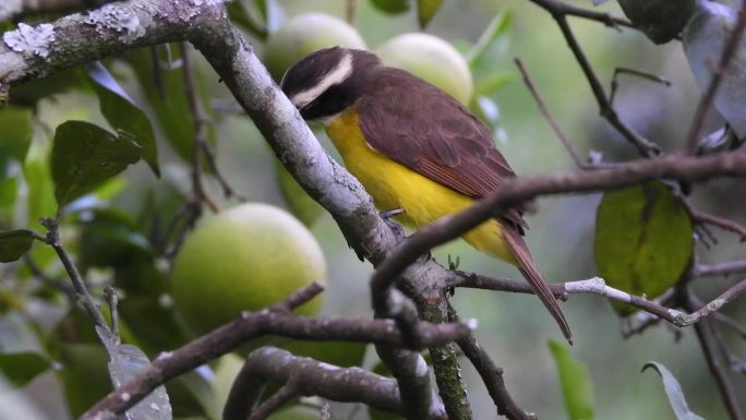 小飞禽，南美枝上鸟。咖啡三角，哥伦比亚里萨拉尔达