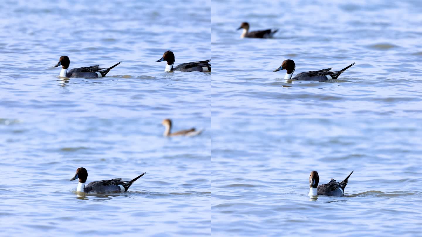 深圳湾的针尾鸭、鸭子、戏水的针尾鸭