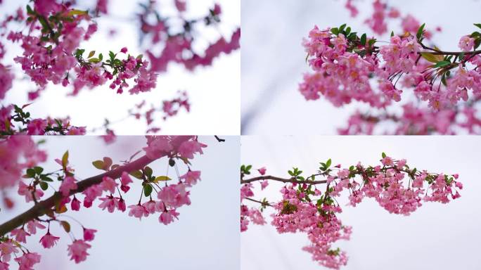 春天花开 海棠花 樱花 海棠大道