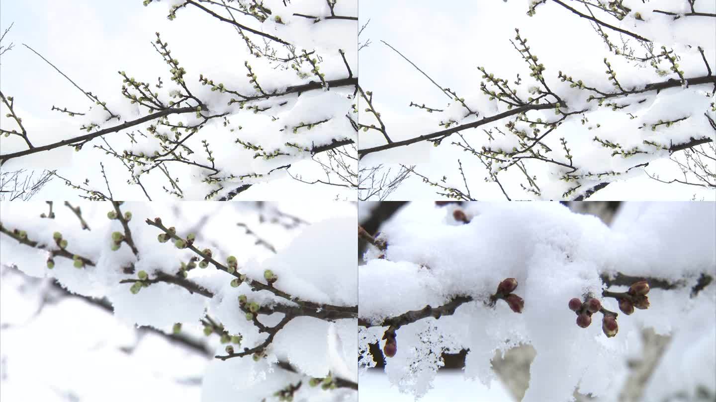 冬季雪景 梅园 白雪覆盖腊梅树 黄色花苞