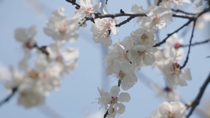 春天樱花的特写花朵鲜花白色花