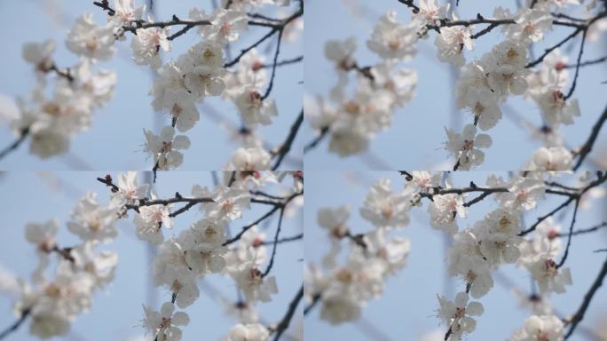 春天樱花的特写花朵鲜花白色花