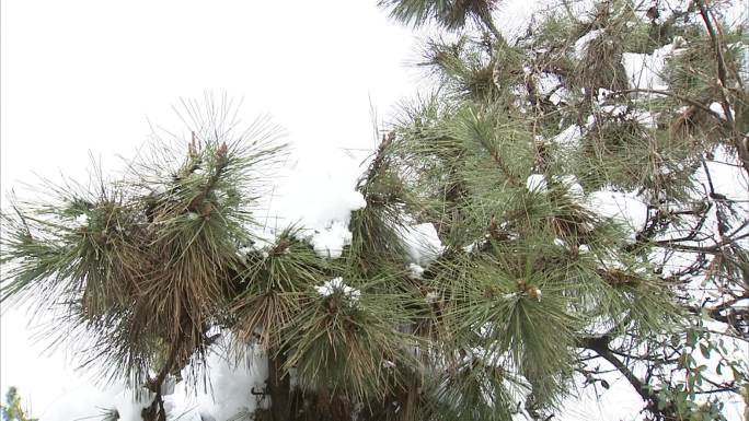 公园雪景 雪中松树 积雪融化 松针水珠