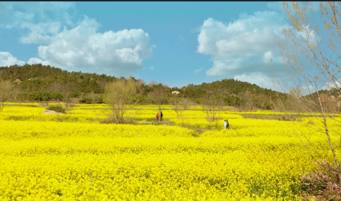 【原创4K】油菜花开金黄油菜花田