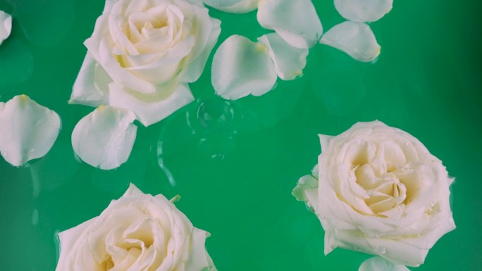 在绿色的背景上，白色玫瑰的花朵和花瓣漂浮在水中。水滴落在玫瑰和水面上。