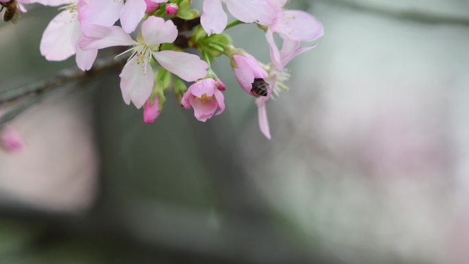 春天的樱花