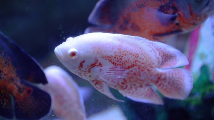 海洋馆水族馆淡水鱼热带鱼淡水白鲳红眼金鲳