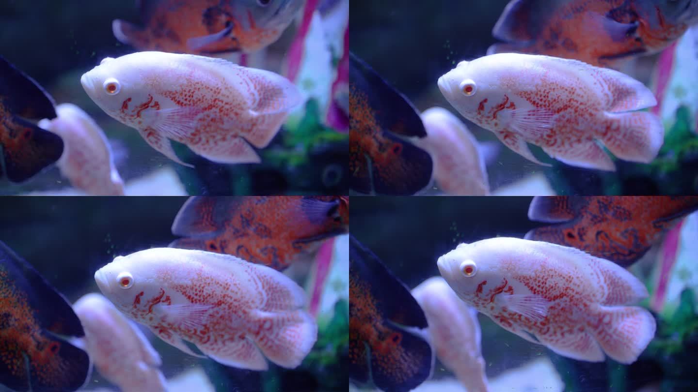 海洋馆水族馆淡水鱼热带鱼淡水白鲳红眼金鲳