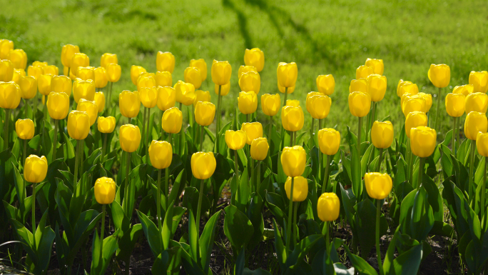 太子湾郁金香花海