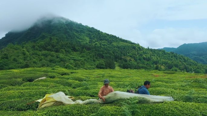 有机茶园 茶叶机械收割（湖南湖北地区）