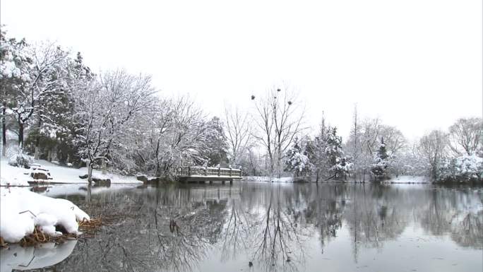 冬季公园 植物园 雪景 树木 池塘 荷塘