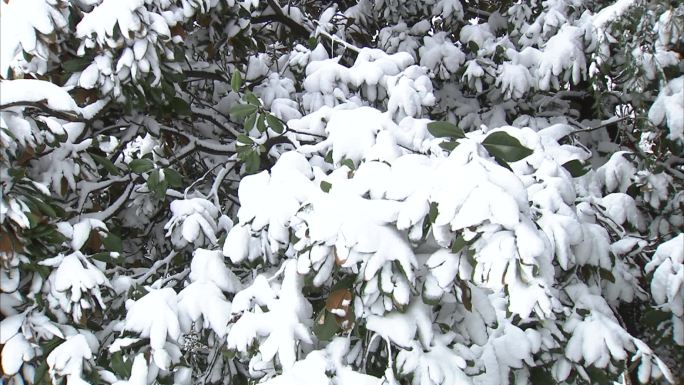 冬季公园 雪景 白雪 大雪覆盖树木 树叶