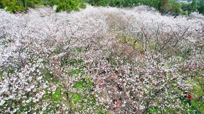 武汉东湖樱花园航怕平拍磨山景区武汉樱花