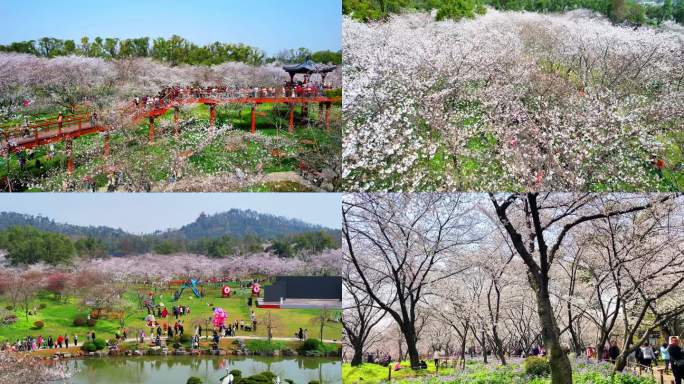 武汉东湖樱花园航怕平拍磨山景区武汉樱花