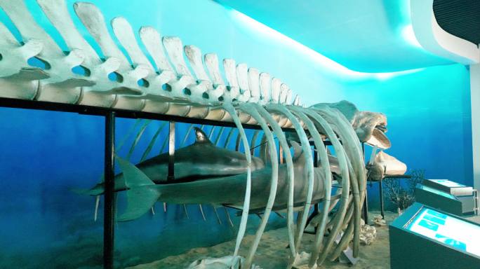 布氏鲸，鲸鱼化石