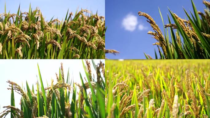 成熟丰收的水稻慢镜头升格高帧率