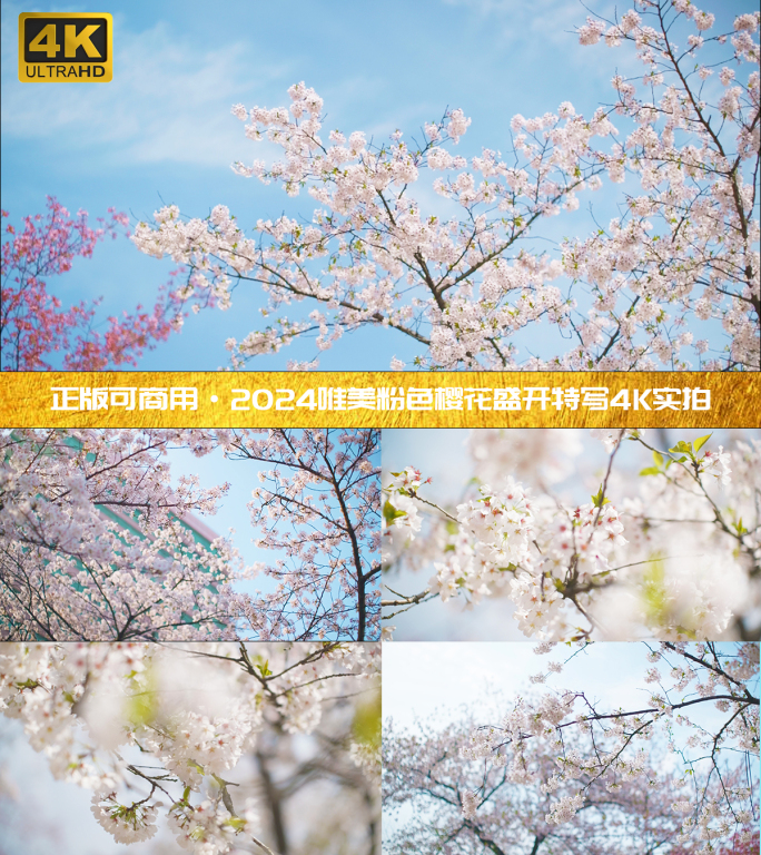 春天武汉旅游樱花赏花花开特写4K实拍视频
