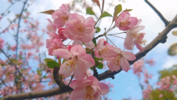 樱花海棠花开花瓣飘落唯美粉红樱花春天武汉