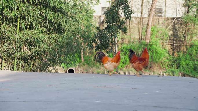 农村路上散步公鸡