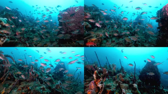 一群在海底游来游去寻找食物的鱼。用佳能R5用4K拍摄