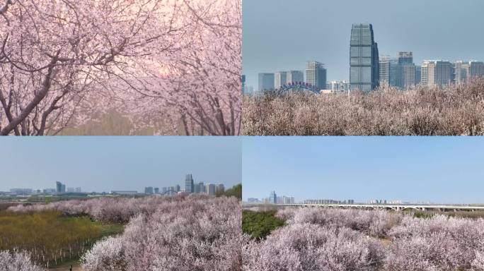 滹沱河花海