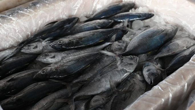 包装好的鱼被存放在冷却器的冰水中