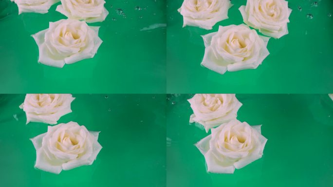 白色的玫瑰花漂浮在水中，背景是绿色的。